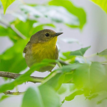 Common Yellowthroat - female - front view