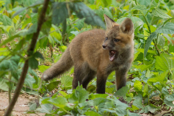 Red Fox kit - mouth open