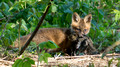 Red Fox kit with Squirrel