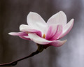 Tulip Magnolia bloom