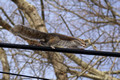 Squirrel on Power Line