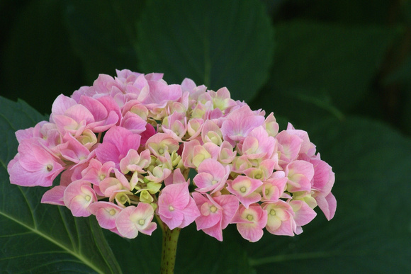 Pink Hydrangea