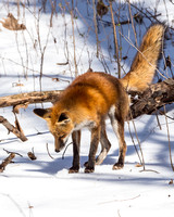 Ten seconds in the life of a Red Fox