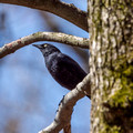 Male Rusty Blackbird