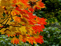 Leaves - Washington Park
