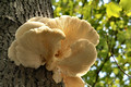 A large tree fungus