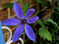Purple Clematis bloom