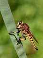 Robber Fly on a long leaf