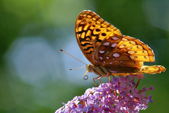 Great Spangled Fritillary - 4