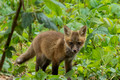 Red Fox kit in weeds