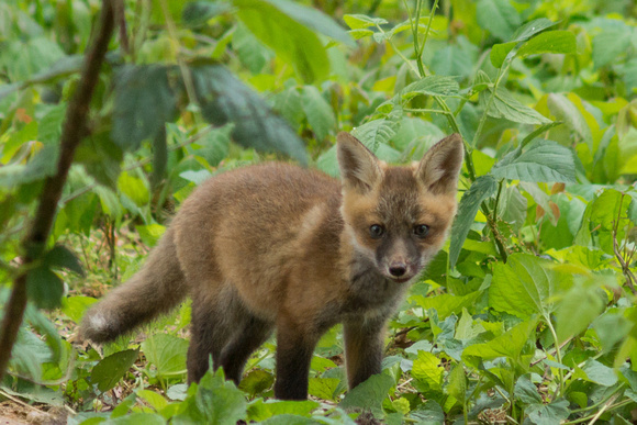 Red Fox kit in weeds