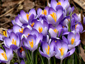 Signs of Spring - purple Crocus cluster