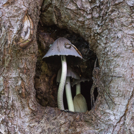 Mushroom & spider in a knothole