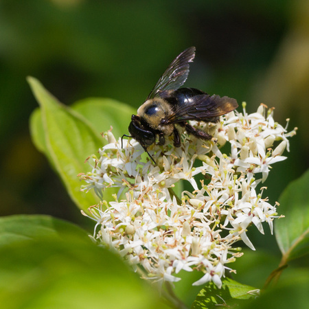Carpenter Bee on wildflower