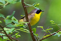 Common Yellow-throat - male