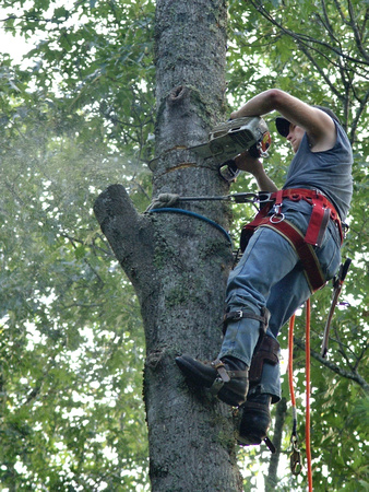 Topping the tree