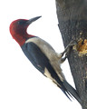 Red Headed Woodpecker through glass