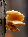 Fungi on tree trunk