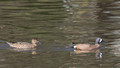 Blue-winged Teal pair - Links Pond