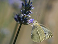 Cabbage White on Lavender