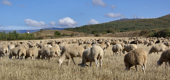 Sheep & windmills near Villavega de Aguilar