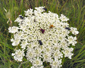 010 - Bugs on blooms - near Matera