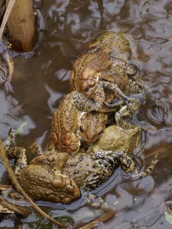 Eastern American Toad orgy - Links Pond
