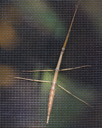 Walking Stick on our screen