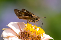 Sachem butterfly