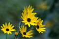 Yellow wildflower cluster - 1st fairway
