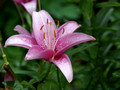 Pink Day Lilly - neighbors yard