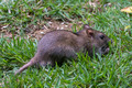 Our resident Brown Rat