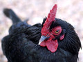 Rooster closeup