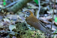 Wood Thrush