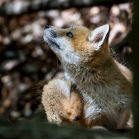 Red Fox Kits - May 1 - Only one kit out today
