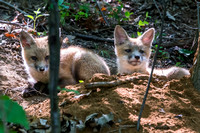 Red Fox Kits - May 8 - Moved to a new den below Terraset playground