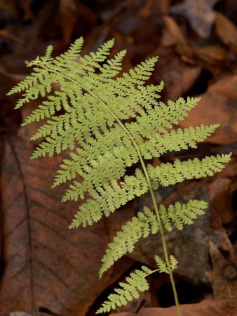 Late season fern near Lake Audubon