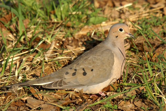 Mourning Dove - early AM