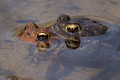 Mating Eastern American Toads- all eyes