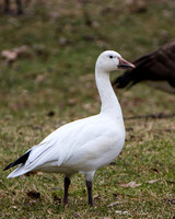 Snow Goose