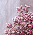 Tulip Magnolia on granite