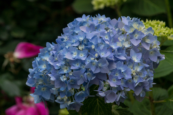 Hydrangea - full bloom