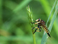 Robber Fly - Promachus rufipes