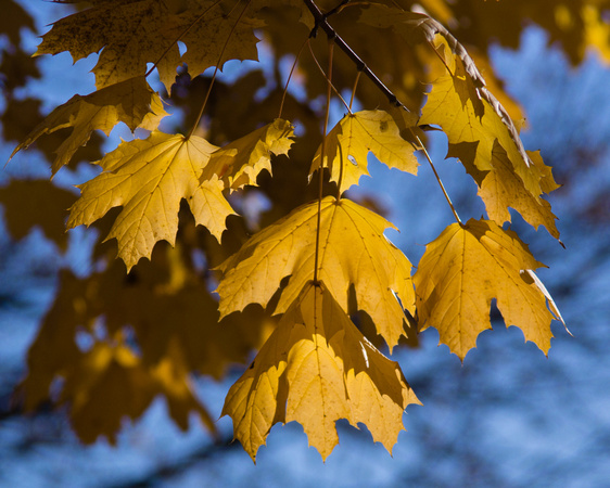 Yellow leaves