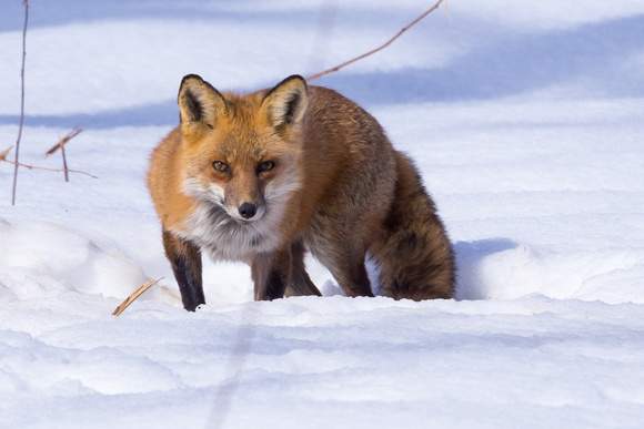 Red Fox awakened from sunbathing