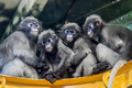 Spectacled Langurs in the primate house