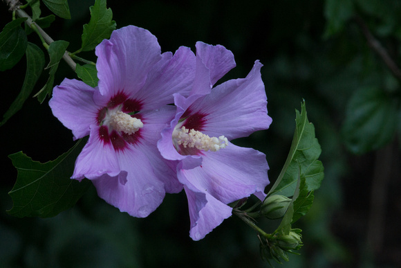 Hibiscus blooms with buds