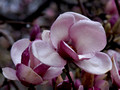 Tulip Magnolia bloom in rain