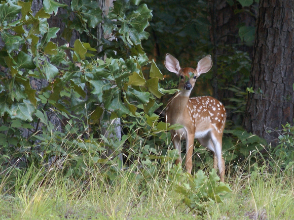 Fawn at edge of woods