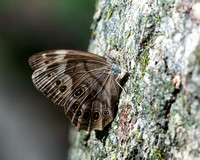 Northern Pearly-eye butterfly